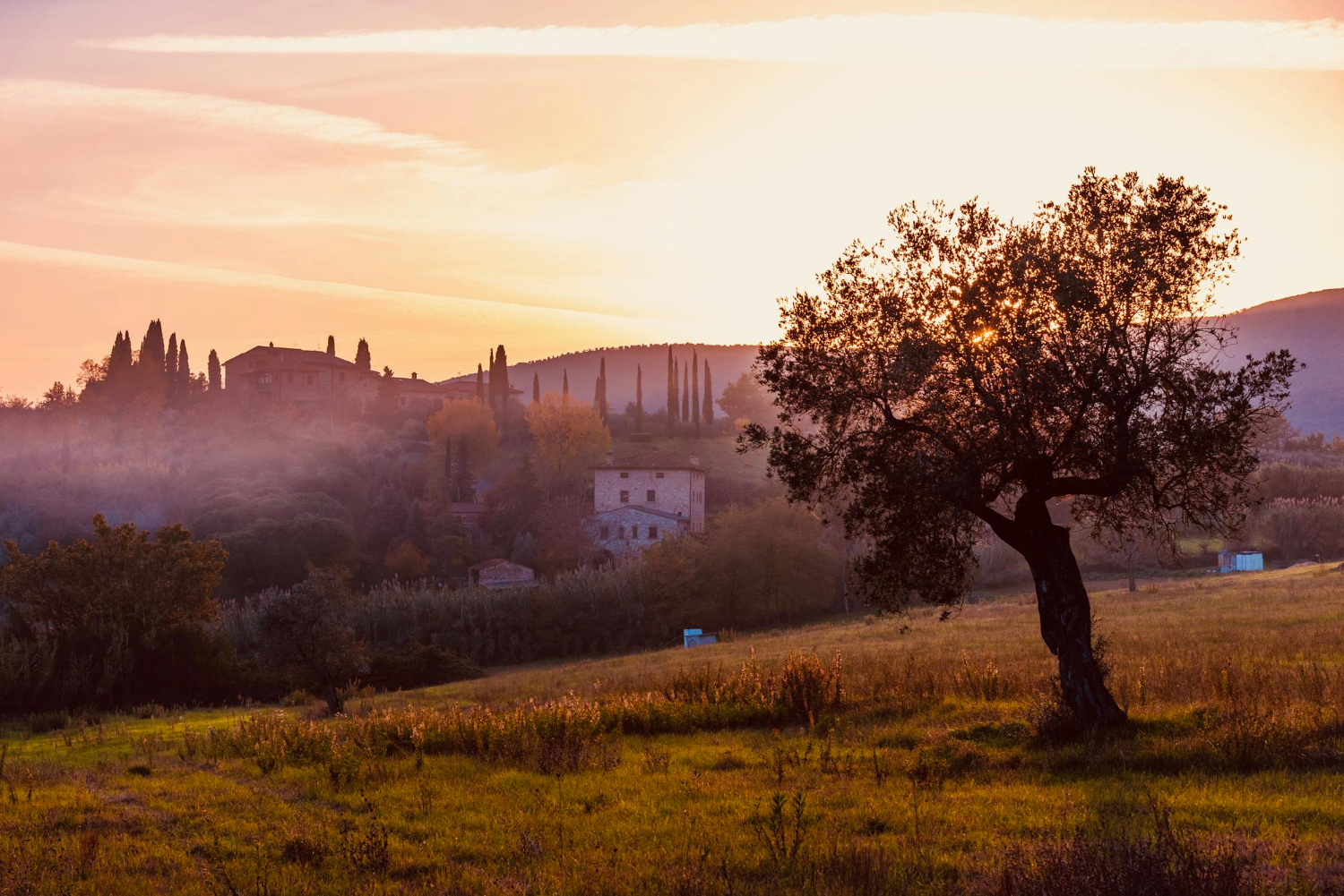 Des arbres sur le champ contre le ciel au coucher du soleil