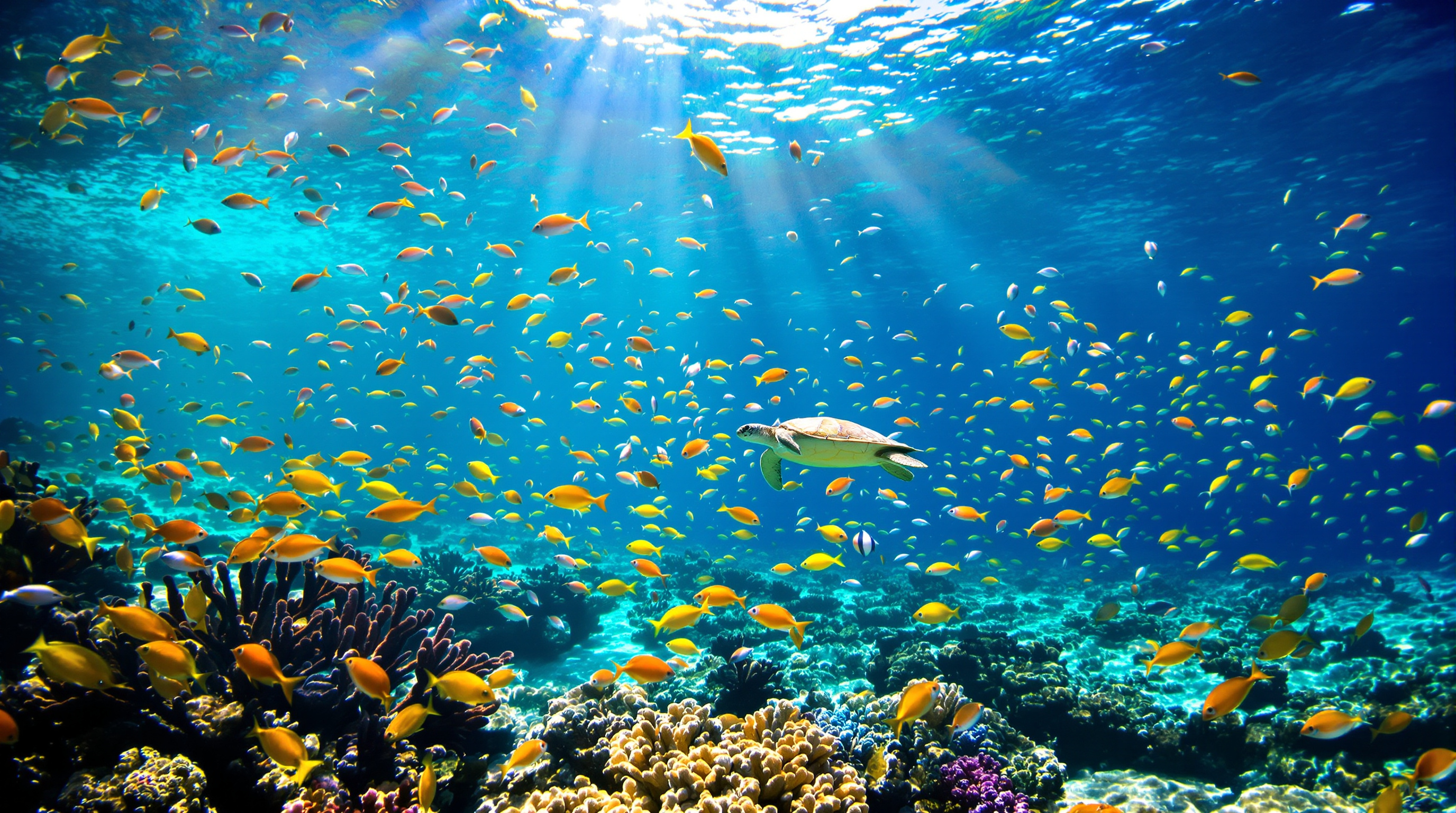 Sous l’eau du lagon calédonien : coraux foisonnants, poissons colorés et tortue marine en pleine nage.