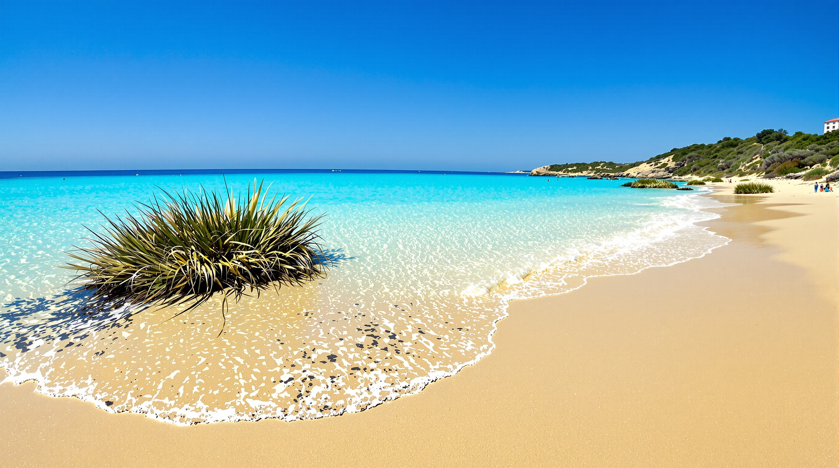 Vue de la plage de Tamarone montrant l'eau transparente et turquoise avec quelques bancs de posidonies échoués sur le sable doré, illustrant son aspect sauvage et naturel.