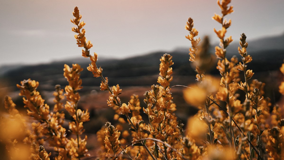 Visiter la provence en automne : olives, villages et lumière dorée